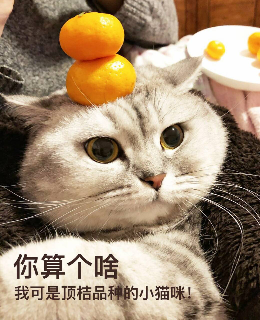 你算个啥我可是顶桔品种的小猫咪