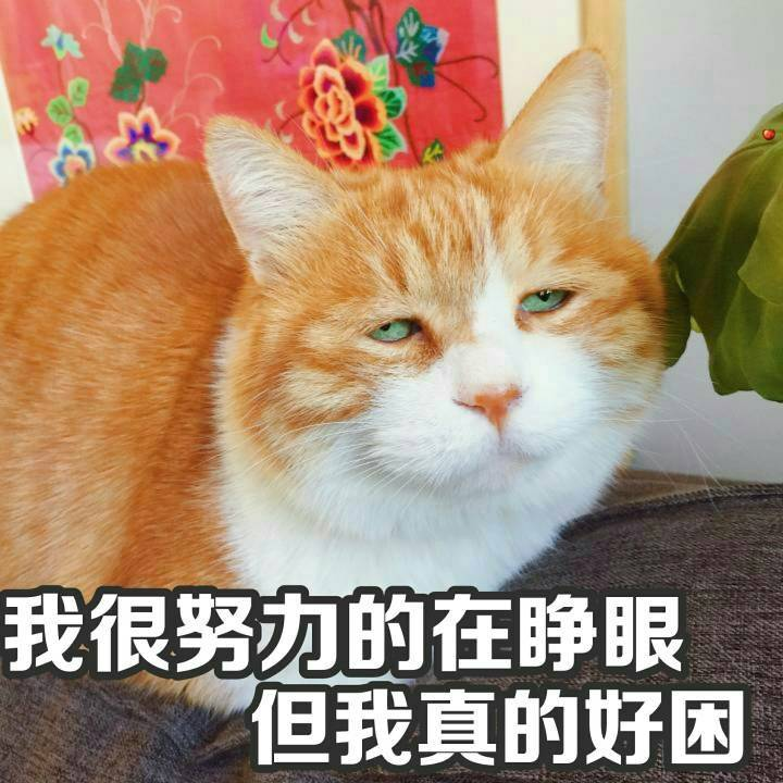 我很努力的在睁眼但我真的好圆