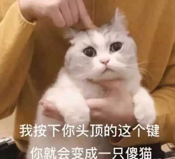 我按下你头顶的这个键你就会变成一只傻猫