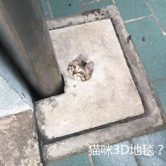 猫咪3D地毯？