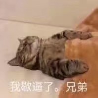 我歇逼了，兄弟（猫咪）