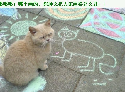 生气的小猫，为何把我画得这么丑