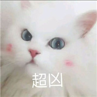 网红猫咪超凶表情包大全 猫咪超凶巨凶宇宙最凶表情包