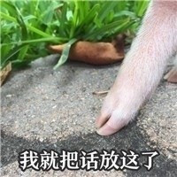 超萌猪猪表情包带字 不然是要我像小猫一样撒娇吗