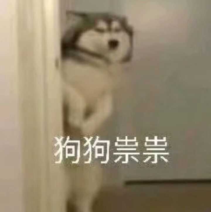 狗狗