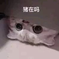 猪在吗