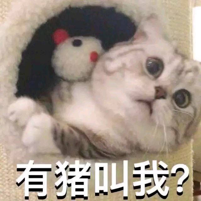 有猪叫我？