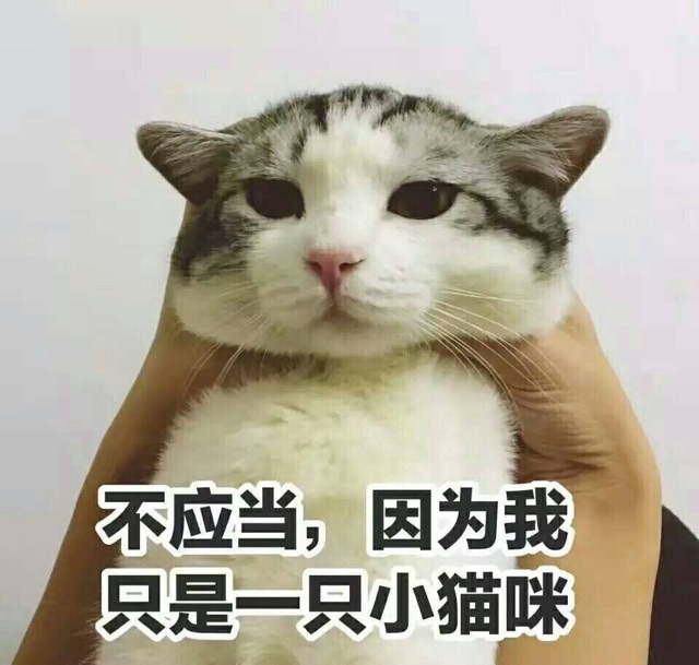 不应当，因为我只是一只小猫咪