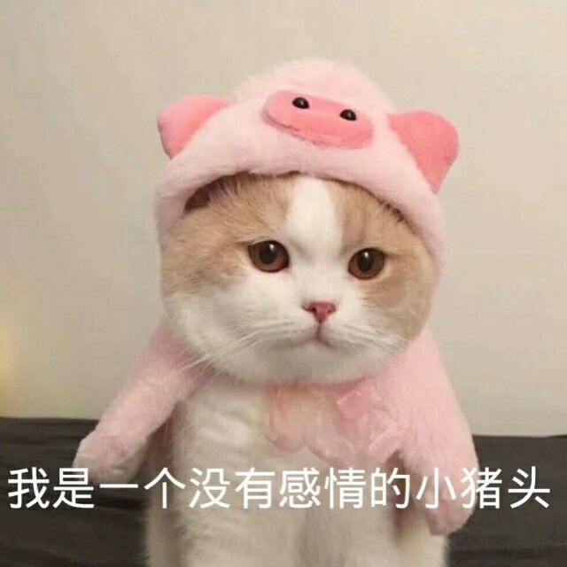 我是一个没有感情的小猪头