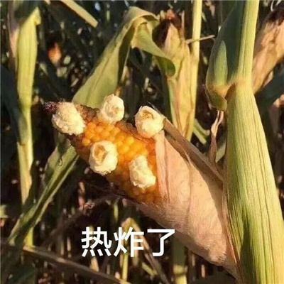 最新趣味的聊天表情好笑 是好多人在找的沙雕表情包