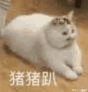 猪猪趴